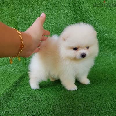 Pomeranian puppy for sale. .