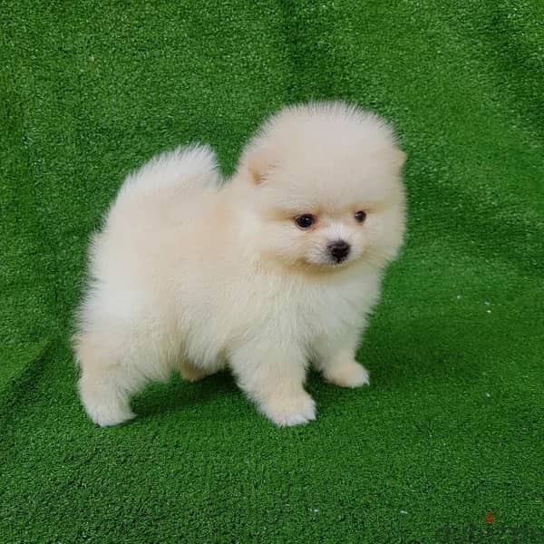 Pomer,anian puppy for sale. . 1