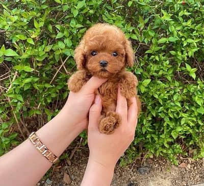 Tcup Poodle for sale.  WhatsApp me  ‪+1 (484) 718‑9164‬