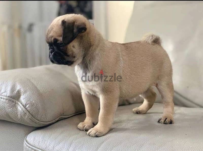 Male Pu,g puppy for sale 0