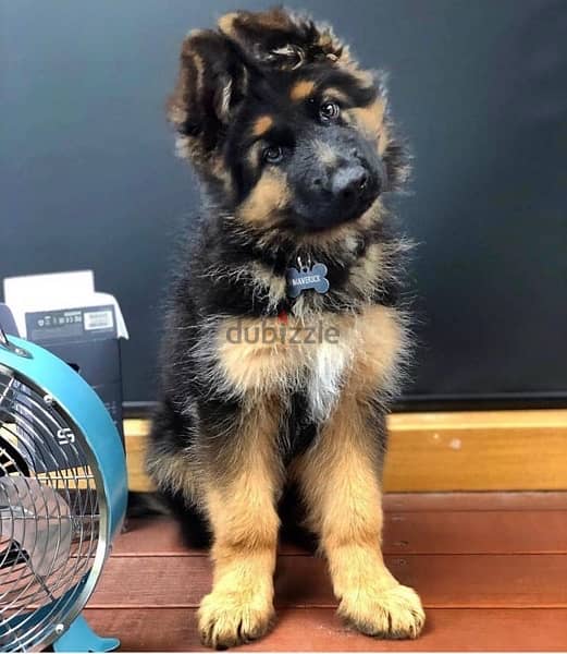 G-shepherd puppy for sale 0