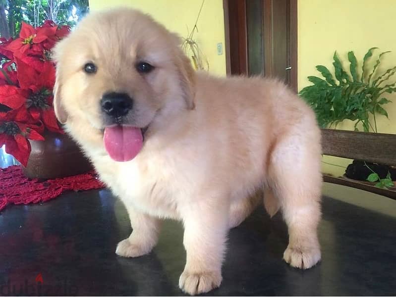 G- Golden retriever for sale.   WhatsApp me +1 (908) 768‑4279 0