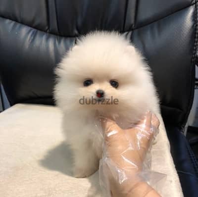 Tea,cup Pomeranian for sale. . WHATSAPP :‪ +1 (484),718‑9164‬