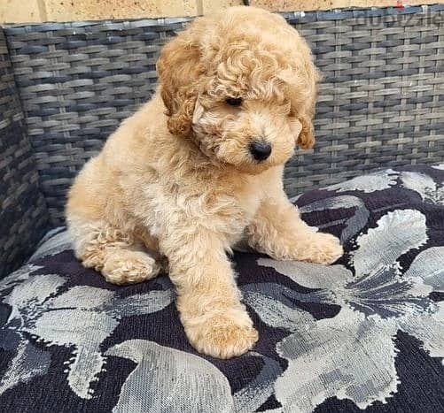 Whatsapp Me +972555074990 Toy Poodle Puppies 0