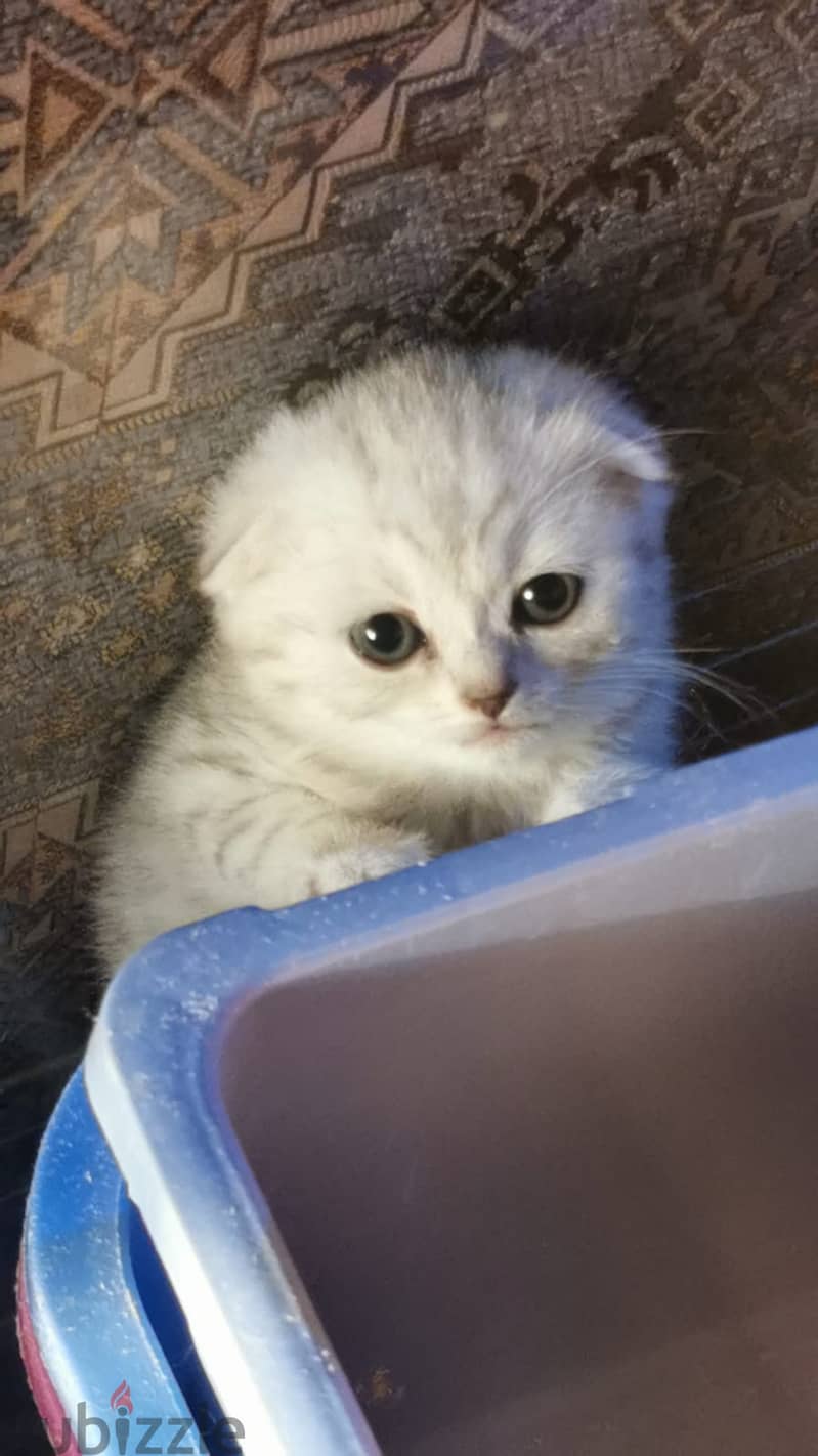 Kitten silver tiger scottish fold 0