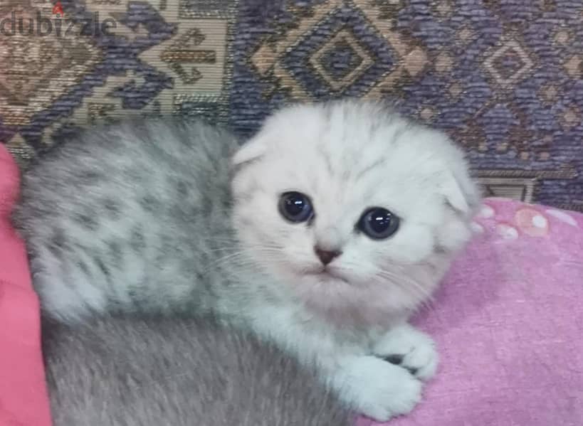 Kitten silver tiger scottish fold 1