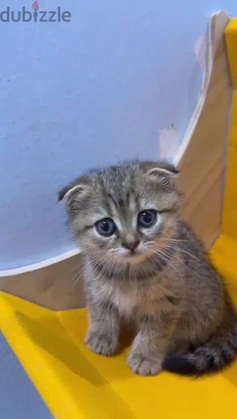 Kitten silver tiger scottish fold 2