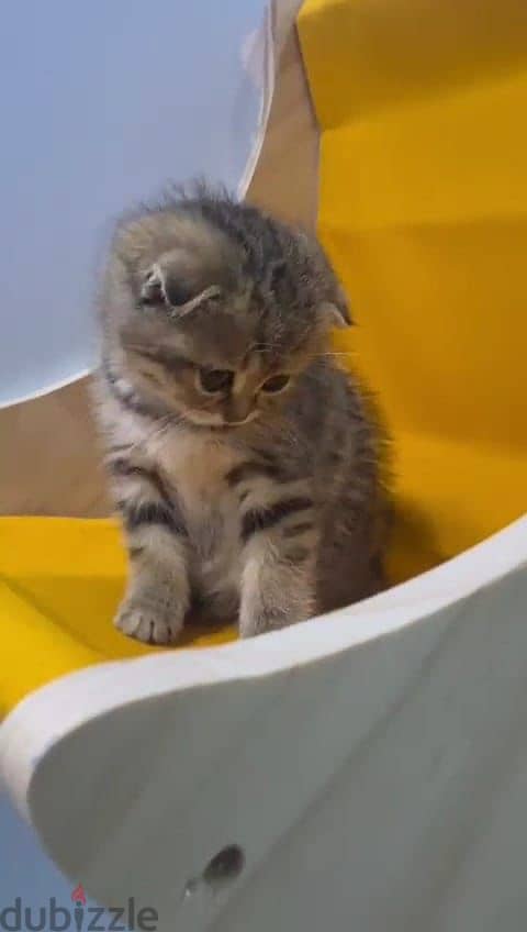 Kitten silver tiger scottish fold 5