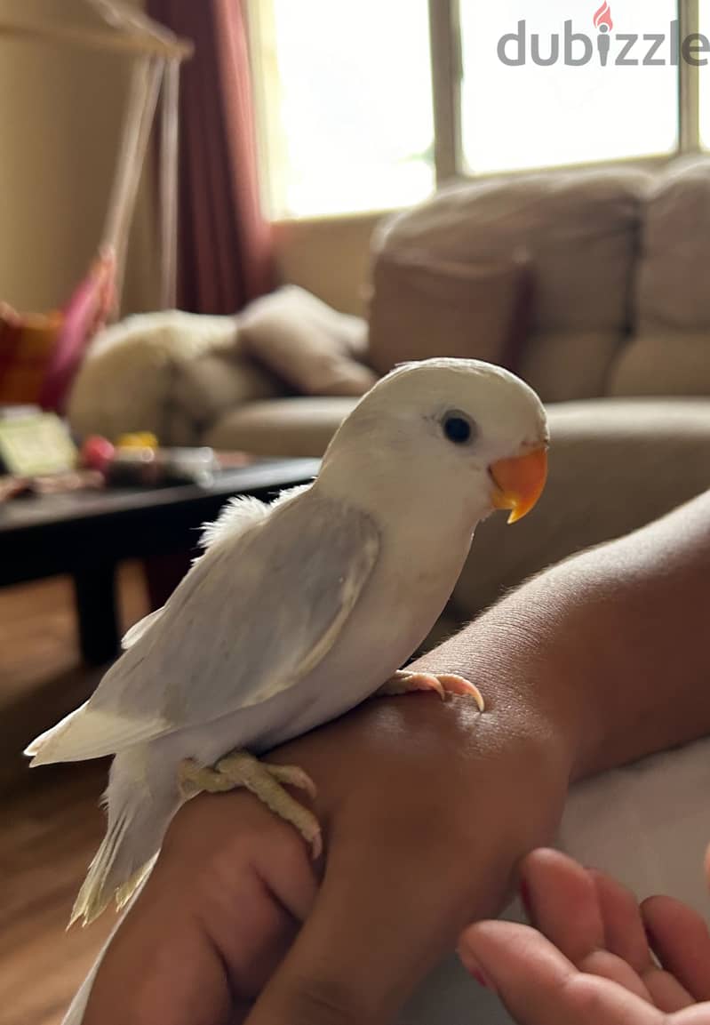 Rosy faced lovebird 1