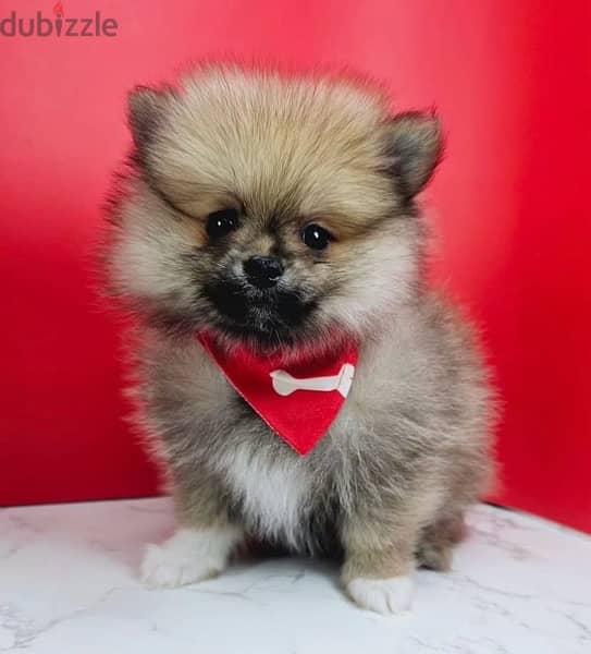 Male Pomer,anian puppy for sale 0