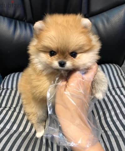 Cream Male Pomer,anian for sale