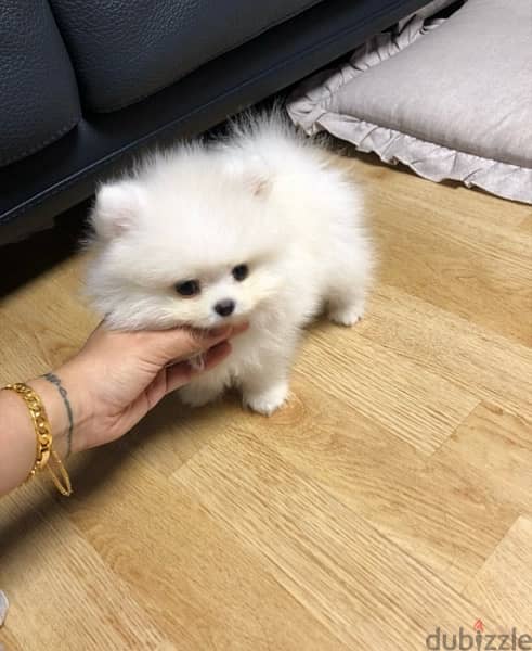 Female Pomer,anian puppy for sale 0