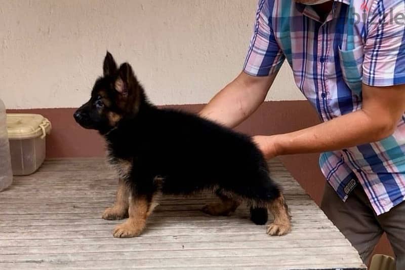 Male G-shepherd puppy for sale 0