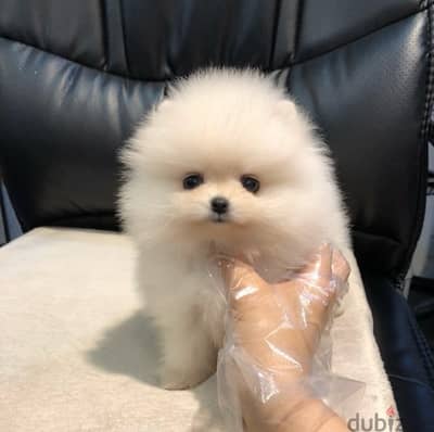 Tea,cup Poms puppy for sale