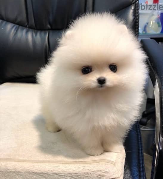 Tea,cup Poms puppy for sale 1