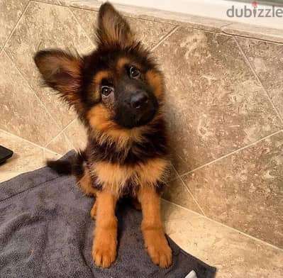 Trained G-shepherd puppy for sale