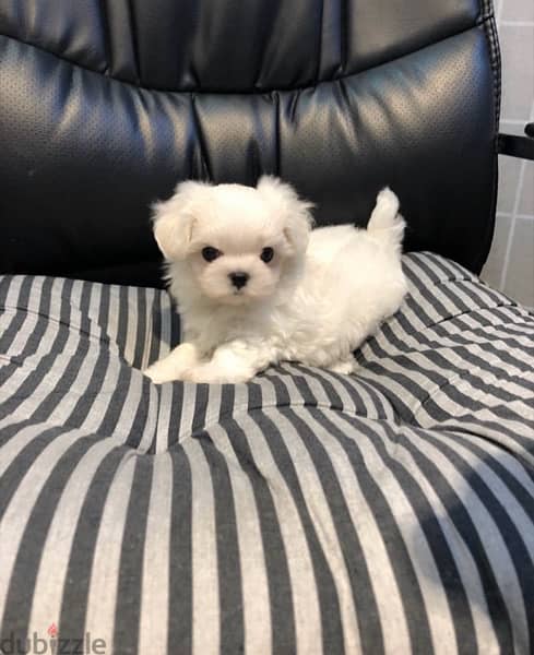 Male Maltese puppy for sale 0