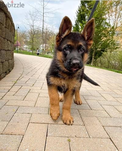 Trained G-shepherd puppy for sale