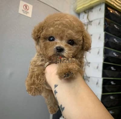 Female Poo,dle puppy for sale. WhatsApp me +14847189164‬