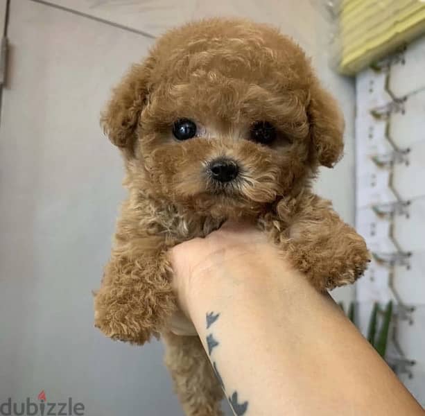 Female Poo,dle puppy for sale. WhatsApp me +14847189164‬ 1