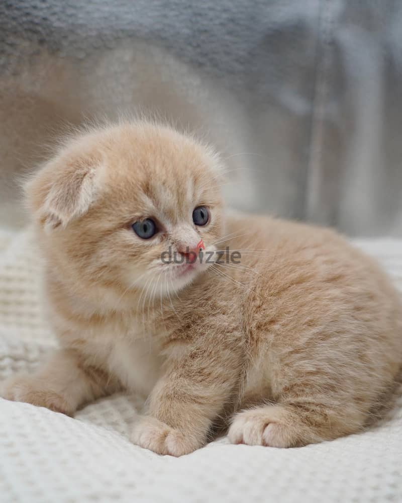 Scottish Fold Kitten 0