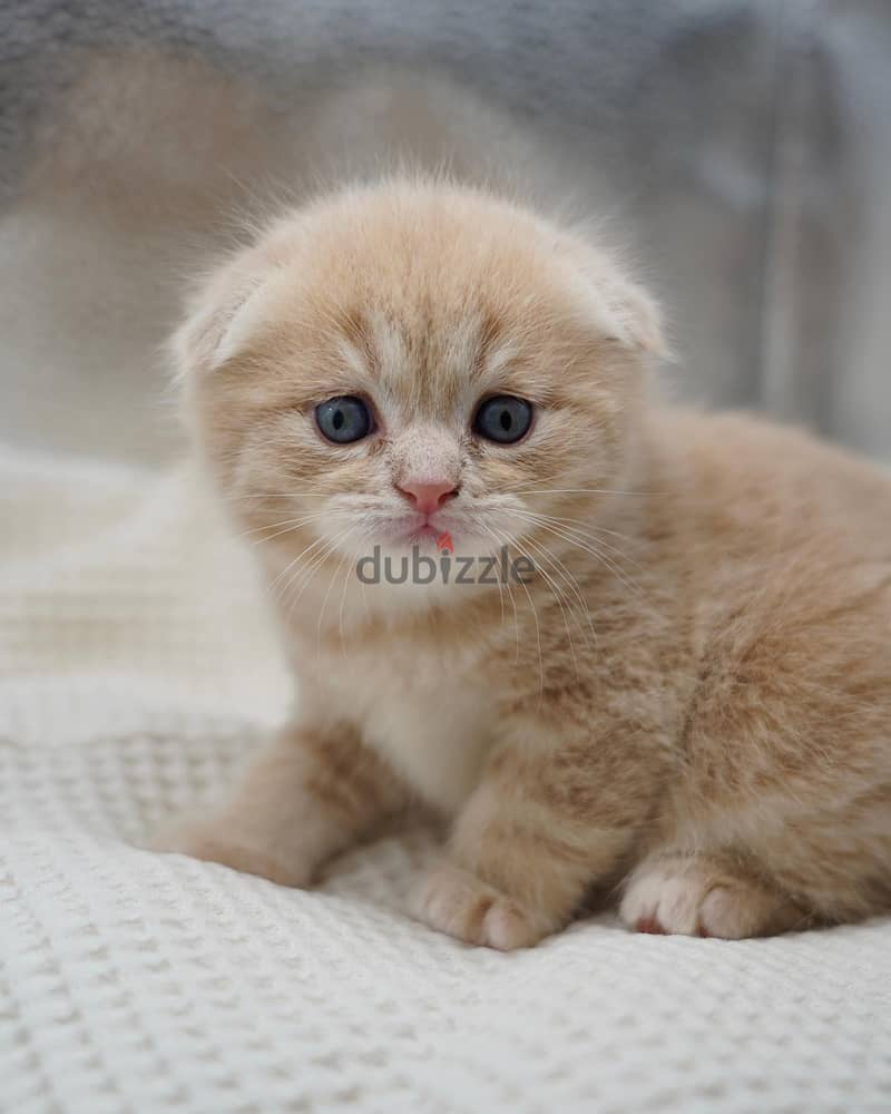 Scottish Fold Kitten 1