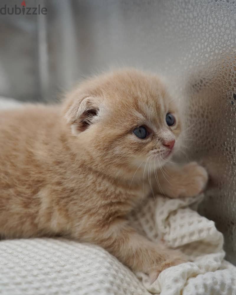 Scottish Fold Kitten 2