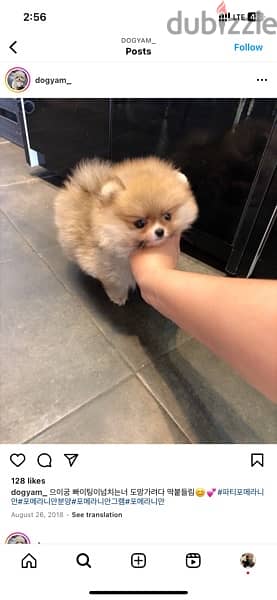 Cream Male Pomer,anian for sale 0