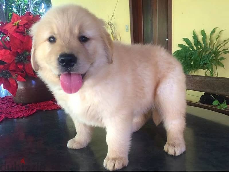 G-Retriever puppy for sale 0