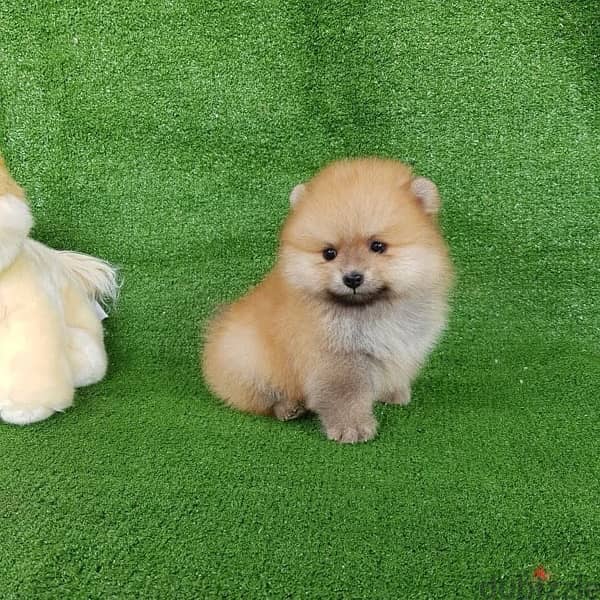 Male Pomer,anian puppy for sale 1