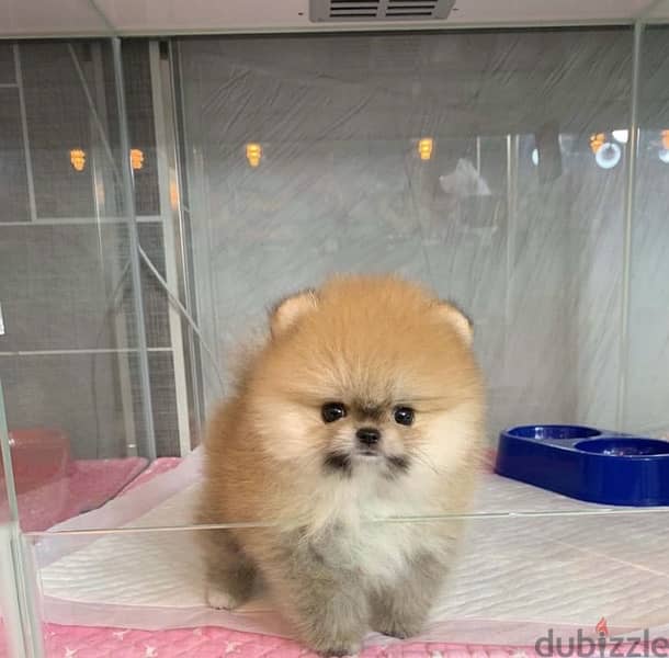 Cream Male Pomer,anian puppy for sale 0