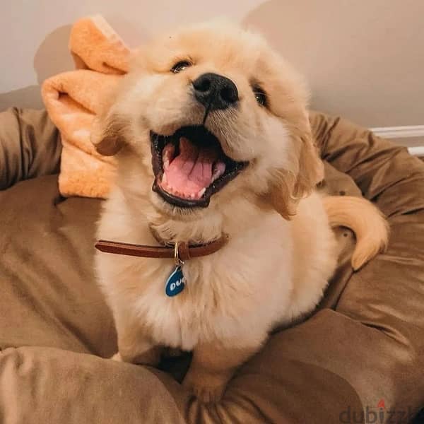 Golden Retrieve,r puppy for sale. WhatsApp me +14847189164‬ 1