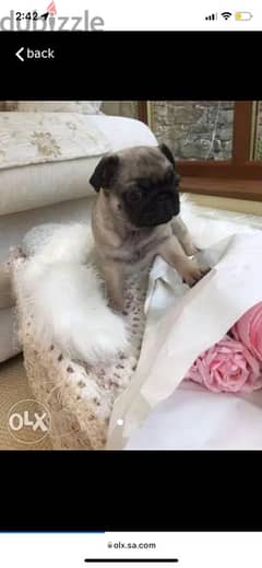 Olx sales pug dog