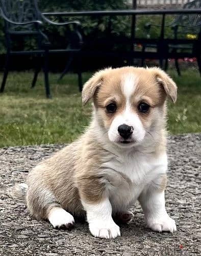 Whatsapp Me +966583921348 Corgi Welsh Pembroke Puppies 1