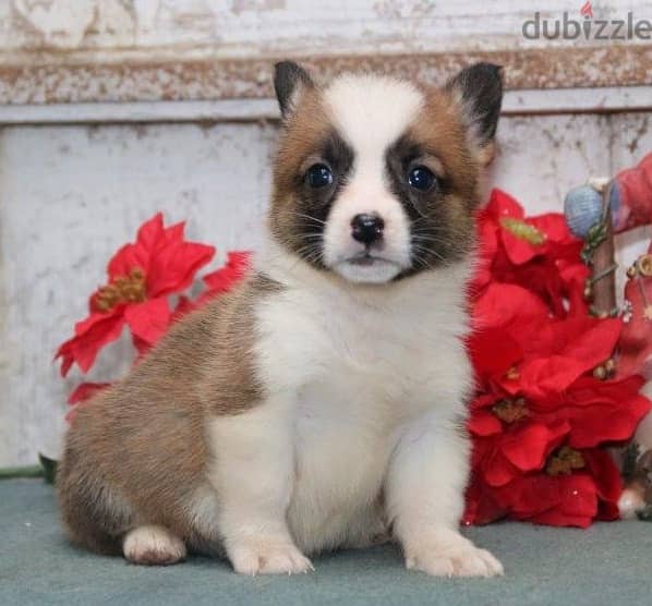 Whatsapp Me +966583921348 Corgi Welsh Pembroke Puppies 0