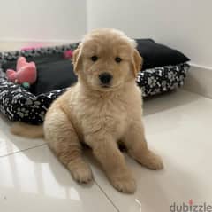 Golden retriever puppy sales olx