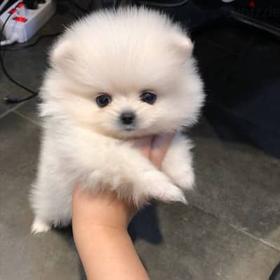 Pomeranian for sale