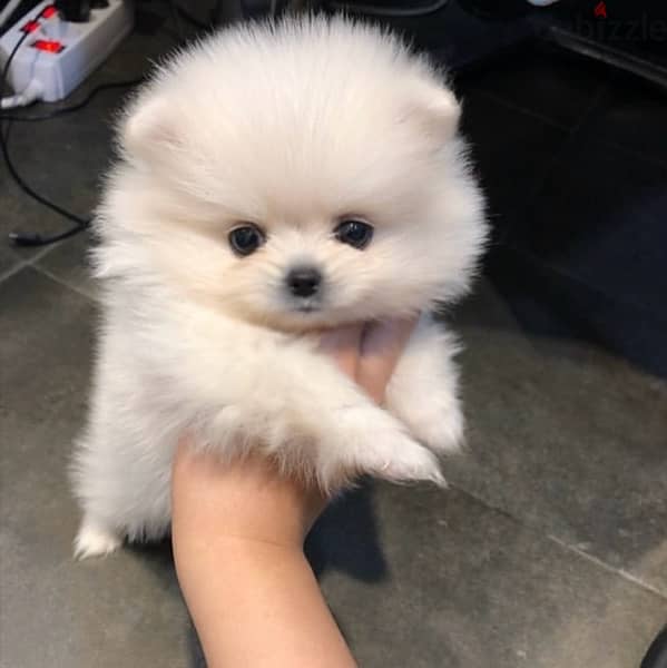 Pomeranian for sale 0