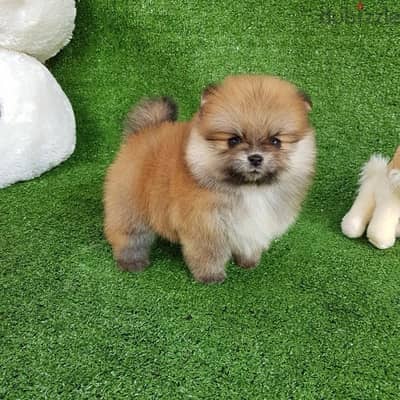 Pomeranian puppy for sale