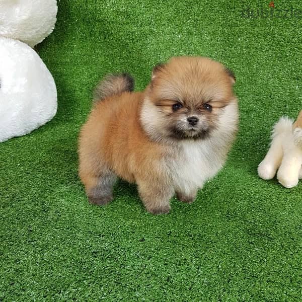 Pomeranian puppy for sale 0