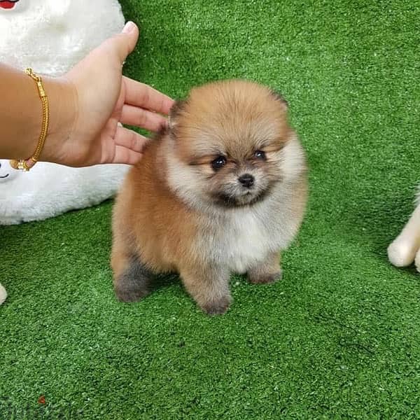 Pomeranian puppy for sale 1