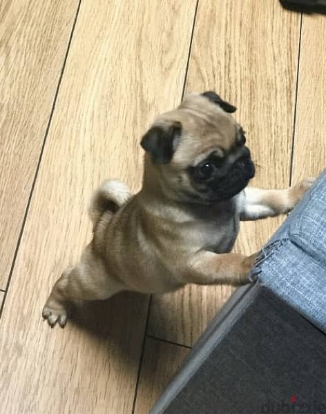 Pug puppy for sale 0