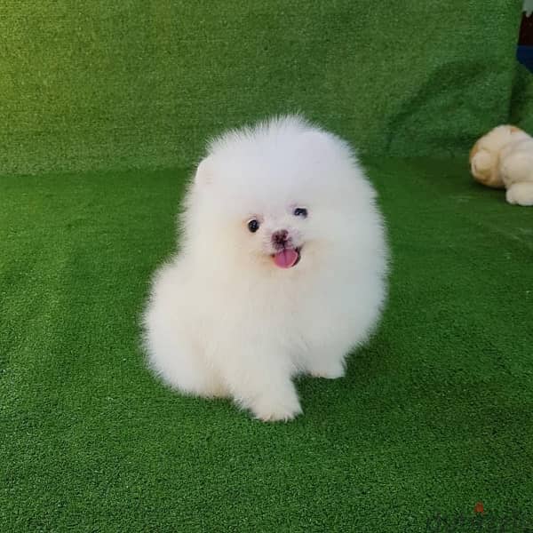 Female Pomerania,n puppy.  WhatsApp me  ‪+1 (484) 718‑9164‬ 0