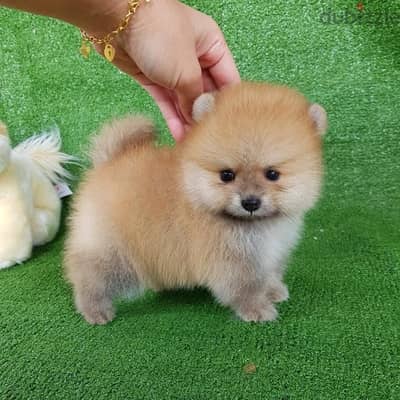 Pomeranian for sale. .  WhatsApp me +1 (908) 768‑4279