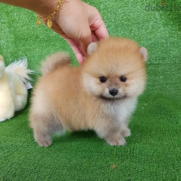 Pomeranian for sale. .  WhatsApp me +1 (908) 768‑4279 0