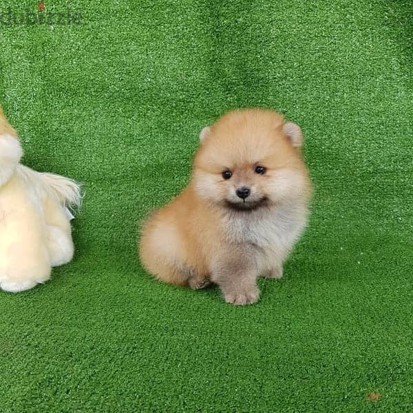 Pomeranian for sale. .  WhatsApp me +1 (908) 768‑4279 1