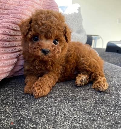 Female Poodle puppy for sale.