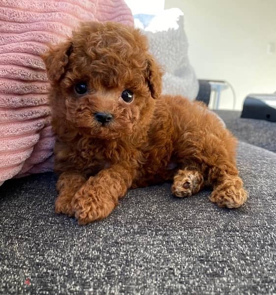 Female Poodle puppy for sale. 0