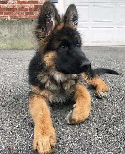 G-shepherd puppy for sale.