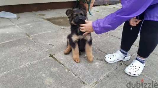 G-shephered puppy for sale. .